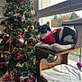 Sparrow a rejoint le concours — aidez-le/la à gagner de superbes lots ! black_and_white_cat, blanket, cat, cat_tree, christmas_tree, cozy, decorations, festive, furniture, holiday, holiday_decor, indoor, lights, natural_light, ornaments, plush, red_clothing, relaxing, window, wooden_furniture