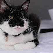 Sparrow participe au concours pour gagner de l'argent avec cette photo : animal, background, bed, bell, black_and_white, cat, close_up, collar, cozy, curious, domestic, feline, fur, gray, indoor, pet, resting, soft, whiskers, yellow