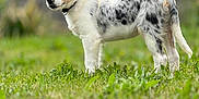 Aïko a rejoint le concours — aidez-le/la à gagner de superbes lots ! alert, animal, canine, collar, curious, dog, domestic, fur, grass, greenery, mammal, nature, outdoor, pet, portrait, puppy, side_view, speckled, standing, young