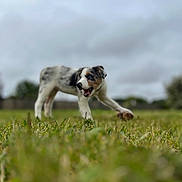 Aïko a rejoint le concours — aidez-le/la à gagner de superbes lots ! animal, background, blurred, canine, cloudy_sky, daytime, dog, energy, field, fur, grass, landscape, motion, nature, outdoor, pet, playful, sky, walking, young_dog