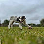 animal, background, blurred, canine, cloudy_sky, daytime, dog, energy, field, fur, grass, landscape, motion, nature, outdoor, pet, playful, sky, walking, young_dog