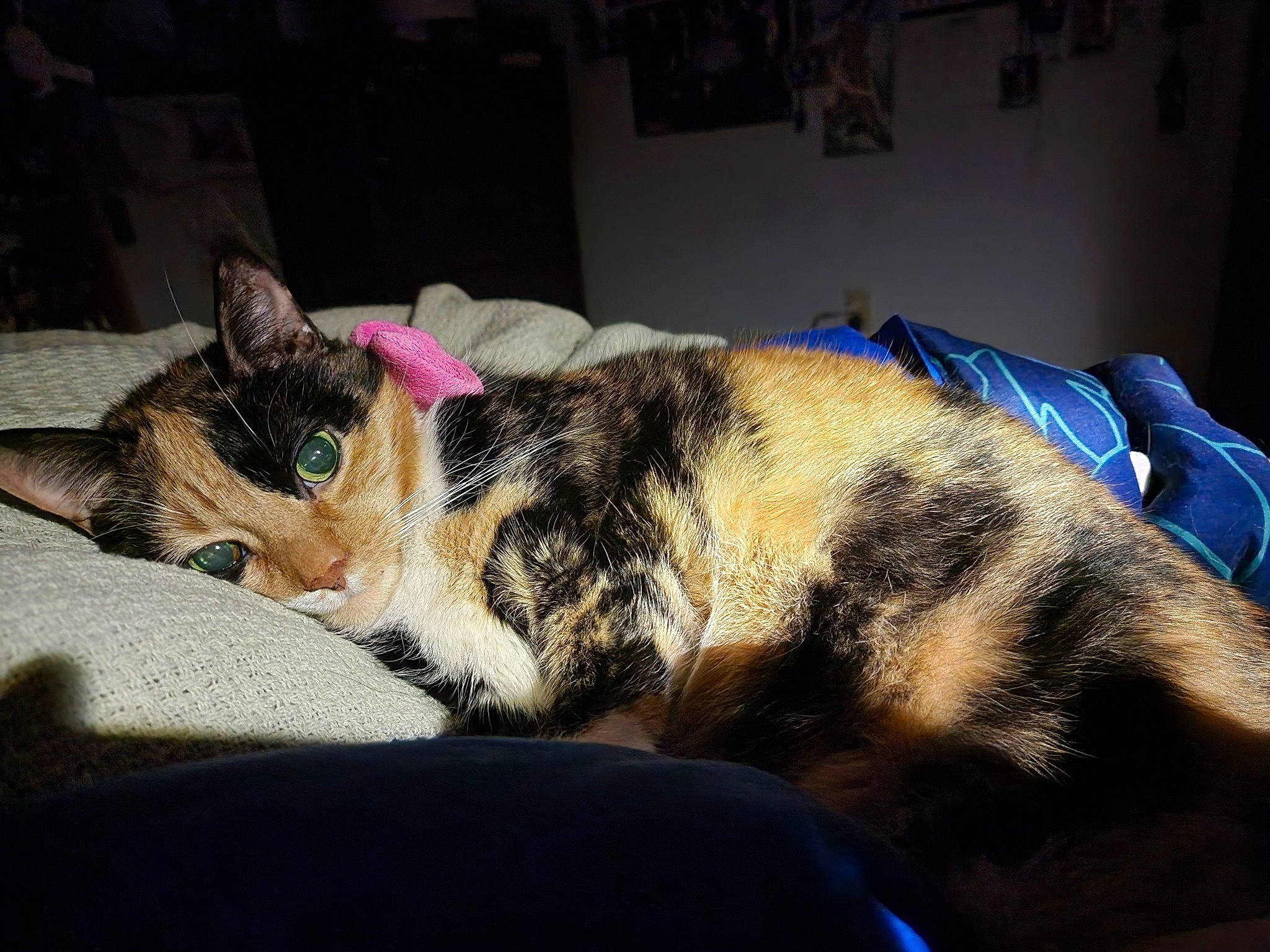 Pepsi Cola joined the competition — help win amazing prizes! bed, bedding, carnivore, cat, claw, comfort, domestic_short_haired_cat, eye, felidae, foot, fur, human_leg, linens, nap, paw, room, small_to_medium_sized_cats, snout, tail, whiskers