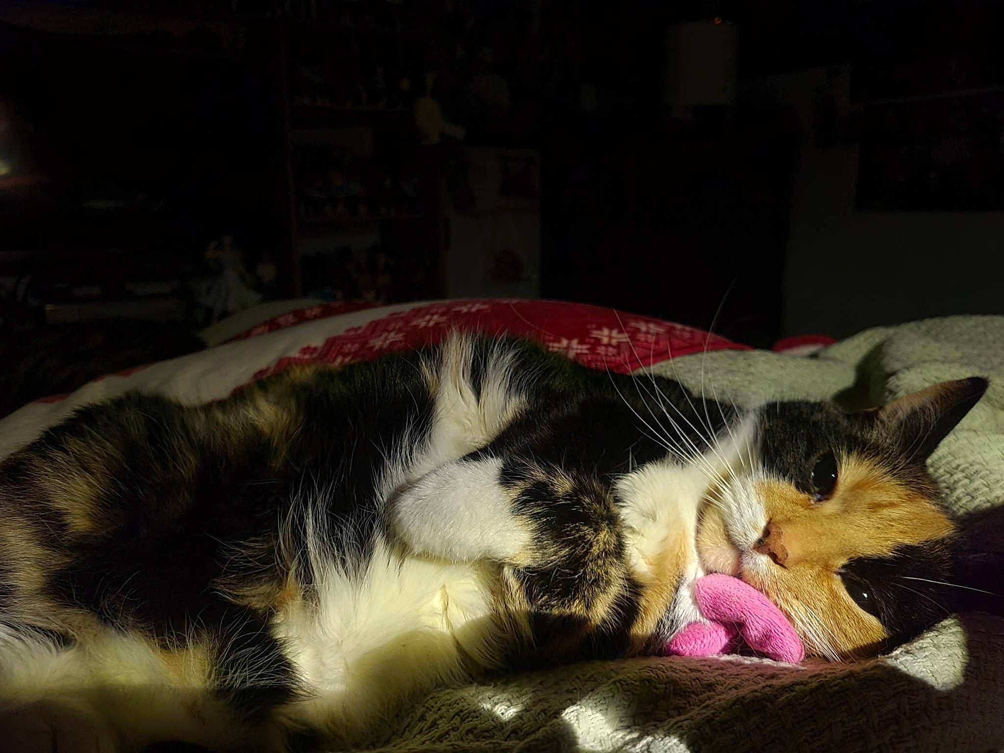 Pepsi Cola is registered to the contest to win money with this photo: canidae, carnivore, cat, cat_supply, claw, comfort, dog_breed, domestic_short_haired_cat, felidae, fur, linens, love, nap, paw, sleep, small_to_medium_sized_cats, tail, whiskers