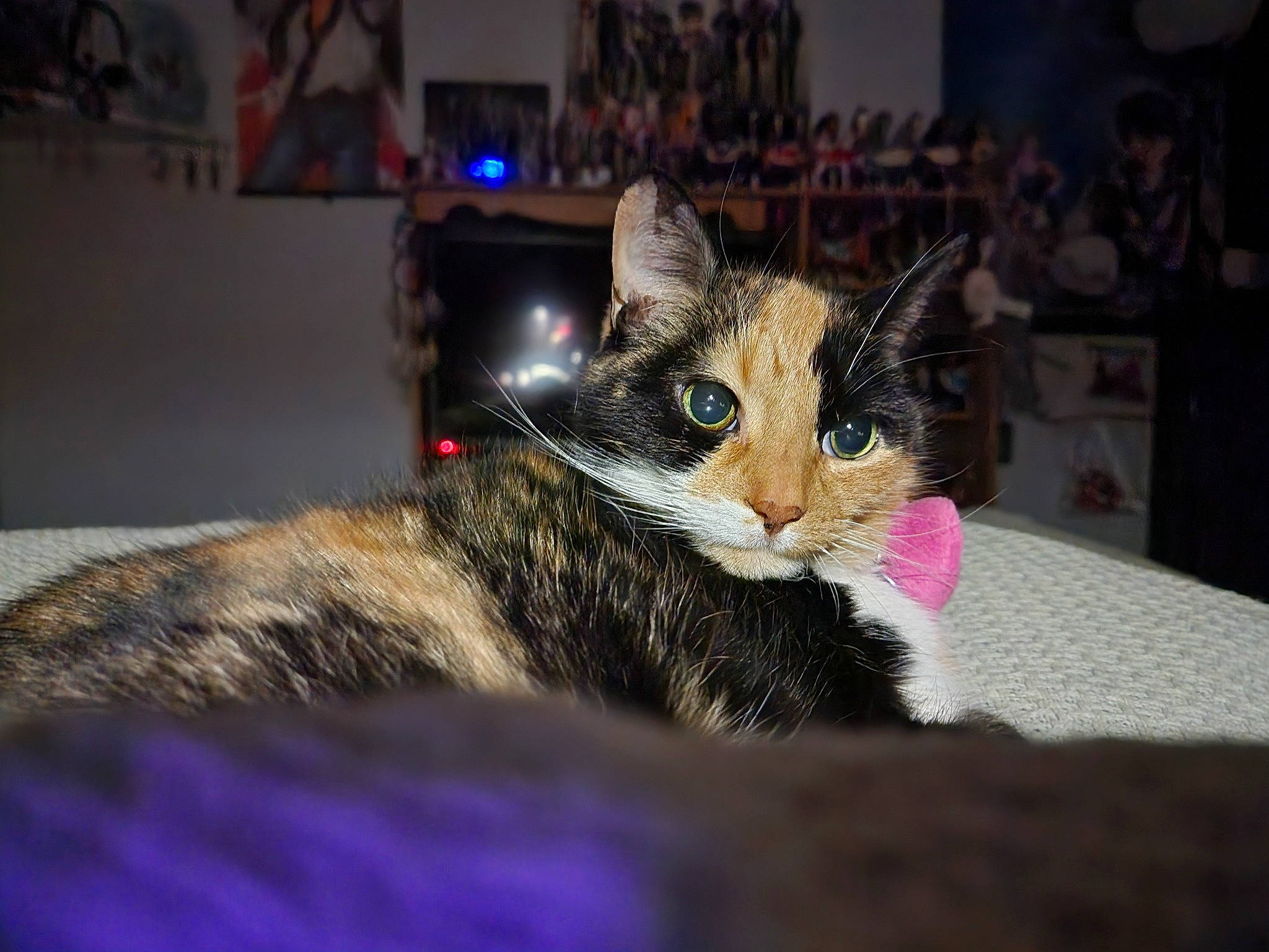 Pepsi Cola is registered to the contest to win money with this photo: carnivore, cat, claw, comfort, domestic_short_haired_cat, event, felidae, fur, paw, picture_frame, sitting, small_to_medium_sized_cats, snout, tail, whiskers