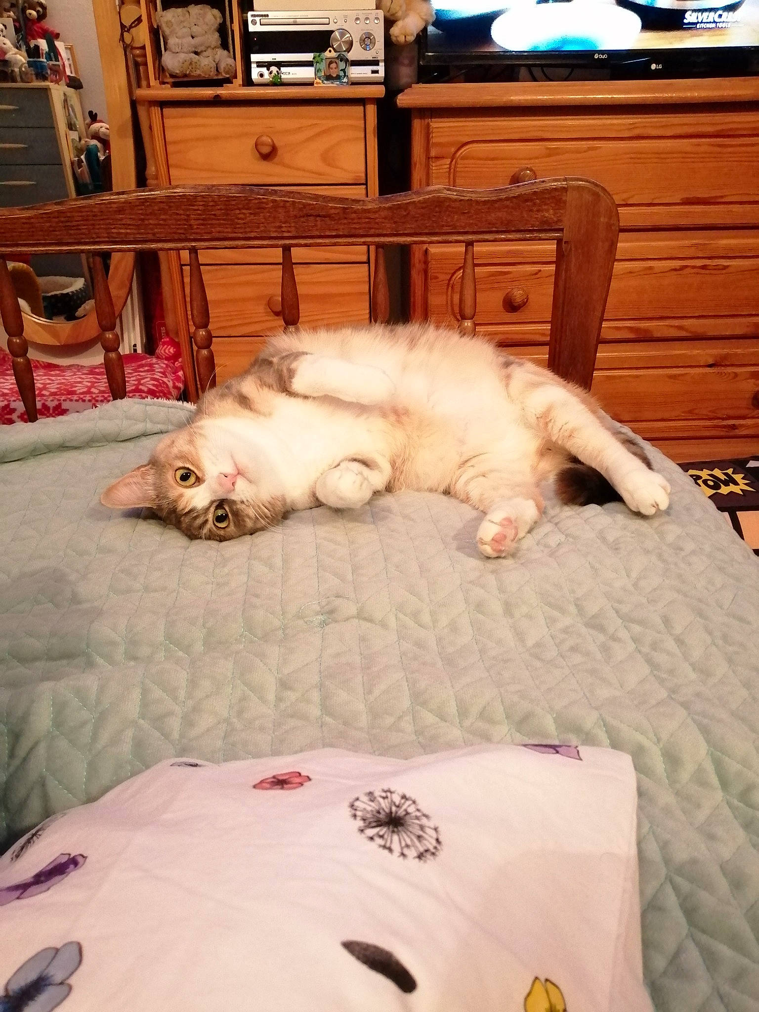 Ruby participe au concours pour gagner de l'argent avec cette photo : bookcase, cabinetry, carnivore, cat, chest_of_drawers, comfort, companion_dog, drawer, felidae, floor, flooring, furniture, hardwood, interior_design, picture_frame, small_to_medium_sized_cats, table, television, textile, wood