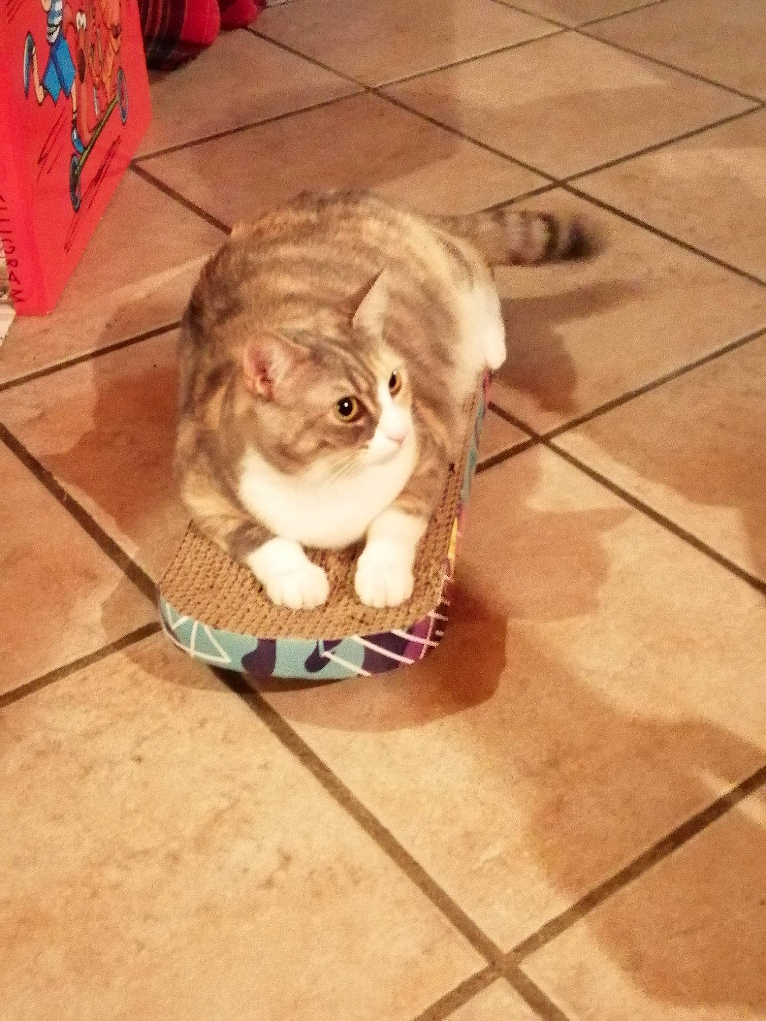 Ruby participe au concours pour gagner de l'argent avec cette photo : carnivore, companion_dog, dog_breed, fawn, felidae, floor, flooring, fur, hardwood, laminate_flooring, paw, small_to_medium_sized_cats, snout, tail, tile_flooring, toy_dog, whiskers, wood, wood_flooring, working_animal