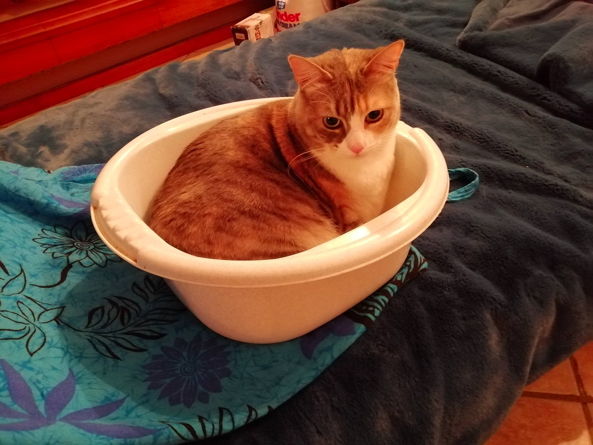 Ruby a rejoint le concours — aidez-le/la à gagner de superbes lots ! carnivore, cat, cat_supply, comfort, dish, domestic_short_haired_cat, fawn, felidae, flooring, fur, hardwood, ingredient, mixing_bowl, pet_supply, serveware, sitting, small_to_medium_sized_cats, tail, whiskers, wood