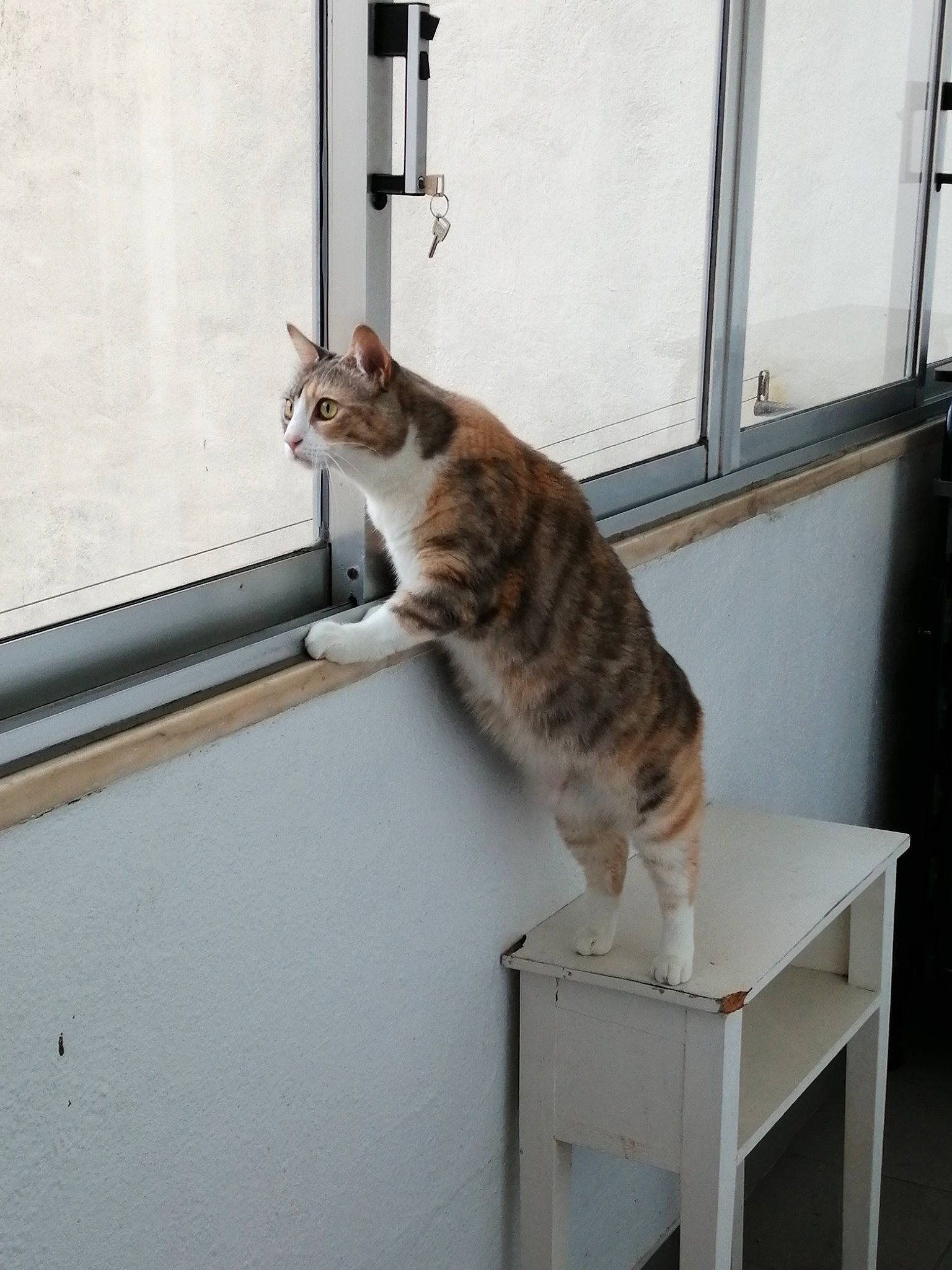 Ruby participe au concours pour gagner de l'argent avec cette photo : carnivore, cat, domestic_short_haired_cat, felidae, fur, pet_supply, room, small_to_medium_sized_cats, table, tail, whiskers, window, wood