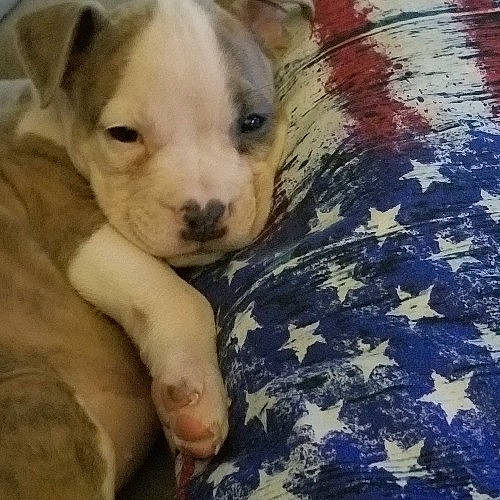 Kaia is registered to the contest to win money with this photo: carnivore, comfort, companion_dog, dog, dog_breed, dogo_argentino, fur, hardwood, non_sporting_group, paw, puppy_love, street_dog, terrestrial_animal, toy_dog, whiskers, wood, working_animal, wrinkle