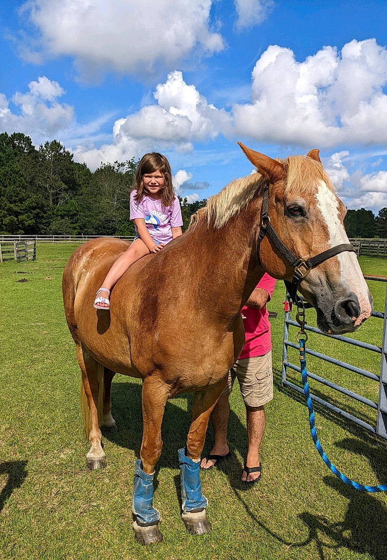Joelle is registered to the contest to win money with this photo: bit, bridle, cloud, fence, grass, grassland, horse, horse_supplies, horse_tack, joy, landscape, liver, livestock, mane, pack_animal, person, rein, saddle, sky, sorrel