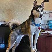 Louna is registered to the contest to win money with this photo: animal, blue_eyes, cabinet, collar, dog, ears, fur, furniture, hand_sanitizer, household, husky, indoor, leather_couch, painting, pet, standing, tag, tail, wall, whiteboard