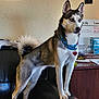 animal, blue_eyes, cabinet, collar, dog, ears, fur, furniture, hand_sanitizer, household, husky, indoor, leather_couch, painting, pet, standing, tag, tail, wall, whiteboard