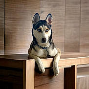 Louna is registered to the contest to win money with this photo: dog, husky, blue_eyes, pet, animal, wooden_table, indoor, lounge, portrait, calm, relaxed, furniture, collar, ears, fur, looking_away, home, domestic_animal, mammal, companion