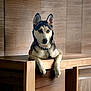 dog, husky, blue_eyes, pet, animal, wooden_table, indoor, lounge, portrait, calm, relaxed, furniture, collar, ears, fur, looking_away, home, domestic_animal, mammal, companion