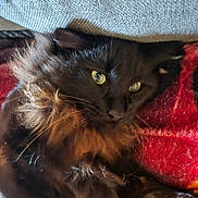 Ellie is registered to the contest to win money with this photo: animal, black_cat, cat, closeup, cozy, cute, fabric, feline, fluffy_fur, fur, gray_cushion, green_eyes, indoor, pet, portrait, red_blanket, relaxed, resting, texture, whiskers