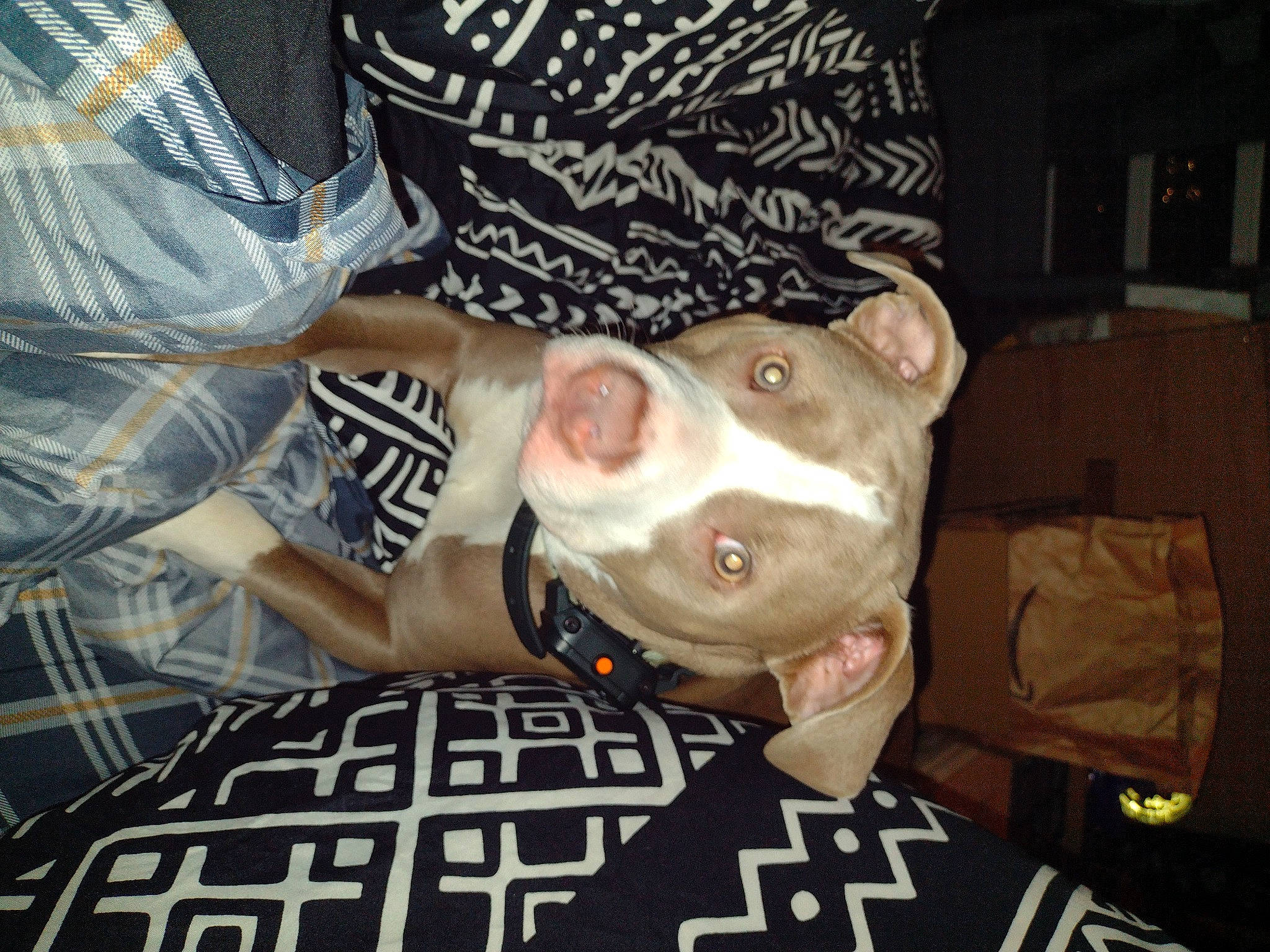 Scrappy is registered to the contest to win money with this photo: canidae, carnivore, companion_dog, dog, dog_breed, dog_supply, fawn, flesh, fur, jaw, non_sporting_group, sleeve, snout, sporting_group, working_animal