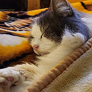 Chicken is registered to the contest to win money with this photo: animal, bed, blanket, cat, closeup, comfort, cozy, cute, domestic, feline, fur, indoor, paw, pet, relaxation, resting, sleeping, soft, warm, whiskers