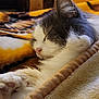 animal, bed, blanket, cat, closeup, comfort, cozy, cute, domestic, feline, fur, indoor, paw, pet, relaxation, resting, sleeping, soft, warm, whiskers