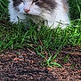 Chicken joined the competition — help win amazing prizes! animal, cat, close_up, daylight, fluffy_cat, garden, grass, gray_fur, mammal, nature, outdoor, peaceful, pet, relaxing, resting, shadows, sunlight, texture, wall, white_fur