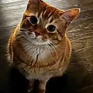 Simba joined the competition — help win amazing prizes! cat, ginger_cat, tabby, pet, animal, feline, indoor, wooden_floor, curious, looking_up, whiskers, ears, closeup, portrait, cute, domestic_cat, fur, sitting, eyes, mammal