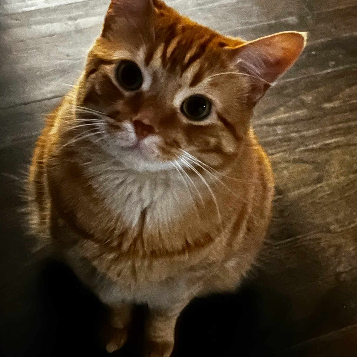 Simba