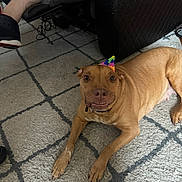 Erza joined the competition — help win amazing prizes! animal, brown_dog, canine, carpet, celebration, collar, dog, floor, furniture, human_leg, indoor, living_room, mischievous, party_hat, paw, pet, resting, shoe, smile, tattoo