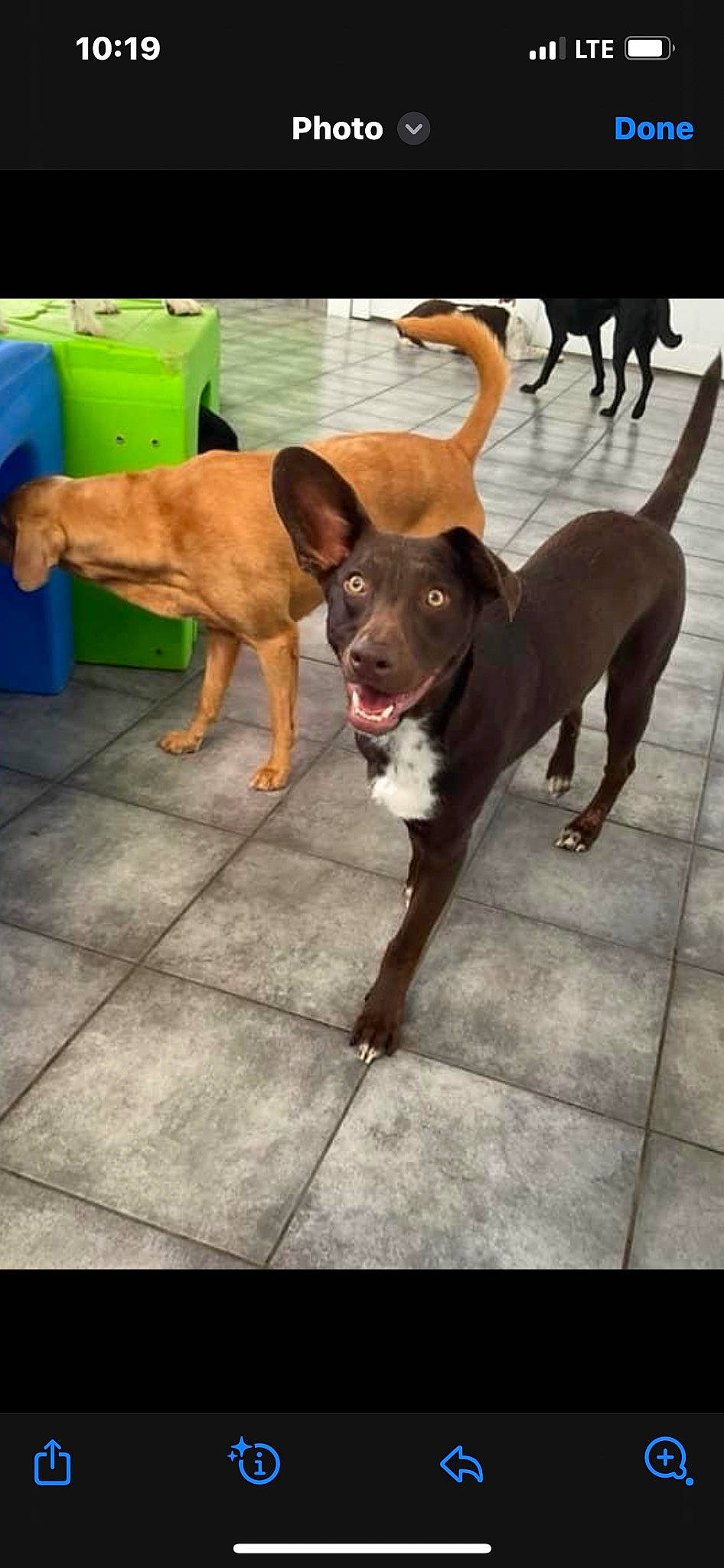 Norman is registered to the contest to win money with this photo: canidae, carnivore, collar, companion_dog, dog, dog_breed, dog_collar, fawn, floor, flooring, fur, leash, liver, paw, pet_supply, snout, sporting_group, street_dog, tail, working_animal