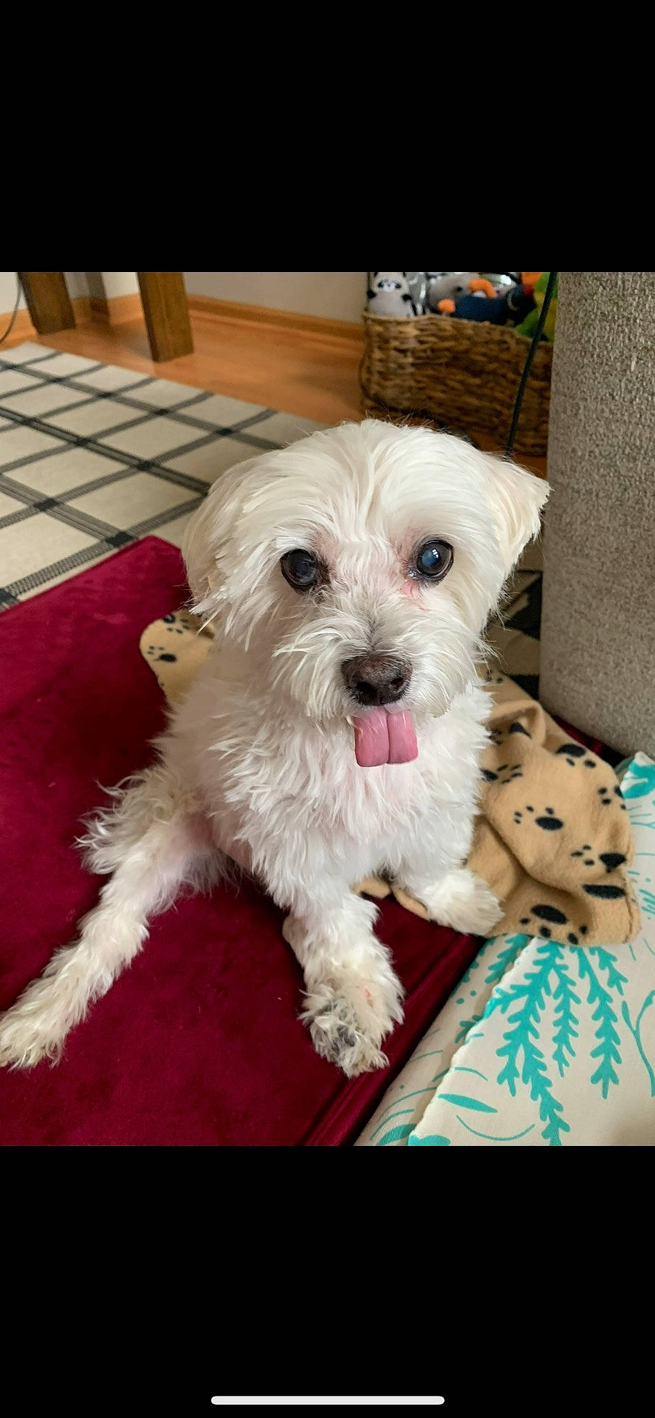 Norman joined the competition — help win amazing prizes! canidae, carnivore, companion_dog, dog, dog_breed, dog_supply, eyewear, flooring, labradoodle, maltepoo, puppy_love, shih_poo, small_terrier, snout, sporting_group, terrier, toy_dog, water_dog, working_animal, yorkipoo