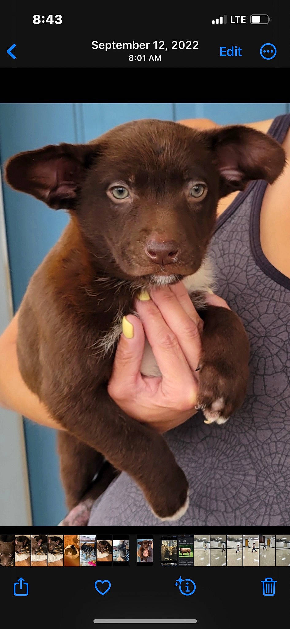 Norman is registered to the contest to win money with this photo: canidae, carnivore, comfort, companion_dog, dog, dog_breed, ear, fawn, fur, gesture, liver, sporting_group, terrestrial_animal, whiskers, working_animal