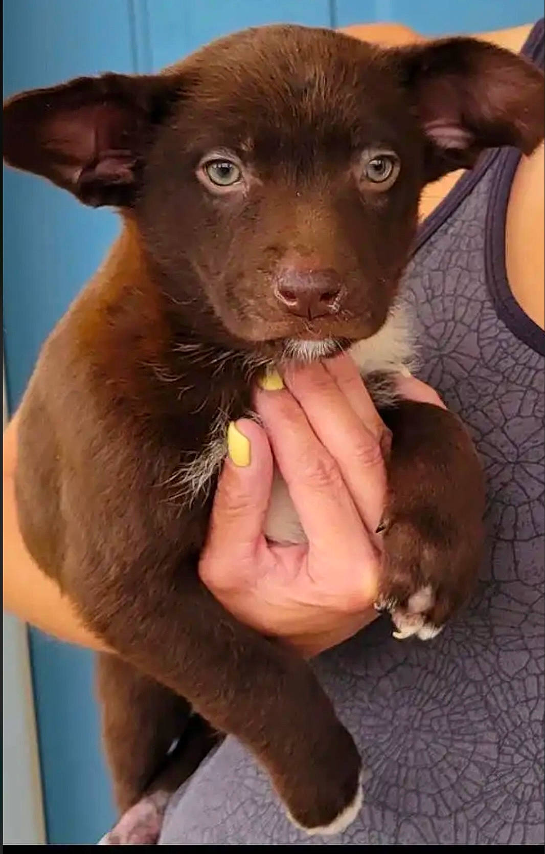 Norman joined the competition — help win amazing prizes! carnivore, companion_dog, dog, dog_breed, ear, fawn, fur, gesture, liver, snout, sporting_group, terrestrial_animal, whiskers, working_animal