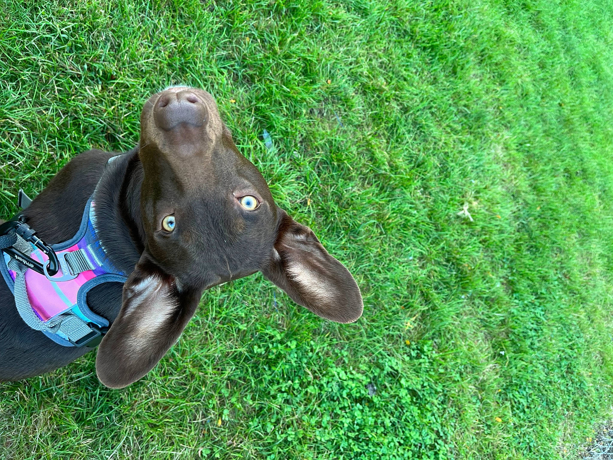 Norman joined the competition — help win amazing prizes! art, carmine, elephant, elephants_and_mammoths, fashion_accessory, fawn, font, grass, grassland, groundcover, indian_elephant, pack_animal, personal_protective_equipment, plant, recreation, rock, sporting_group, terrestrial_animal, working_animal