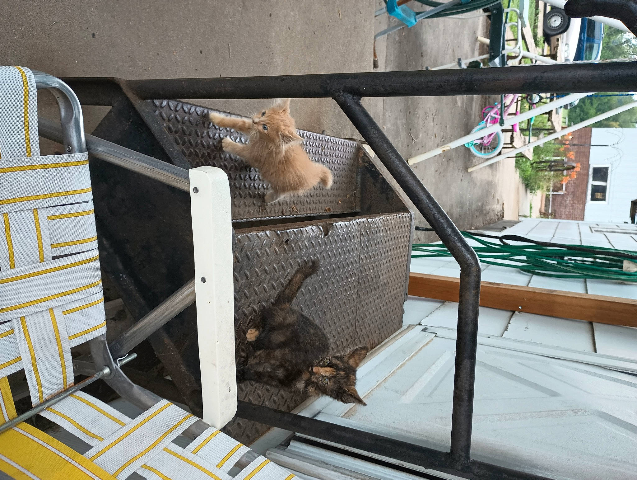 Snickers is registered to the contest to win money with this photo: animal_shelter, building, cage, carnivore, fawn, felidae, fur, handrail, machine, metal, outdoor_furniture, pet_supply, roof, room, small_to_medium_sized_cats, tail, whiskers, wildlife, window, wood