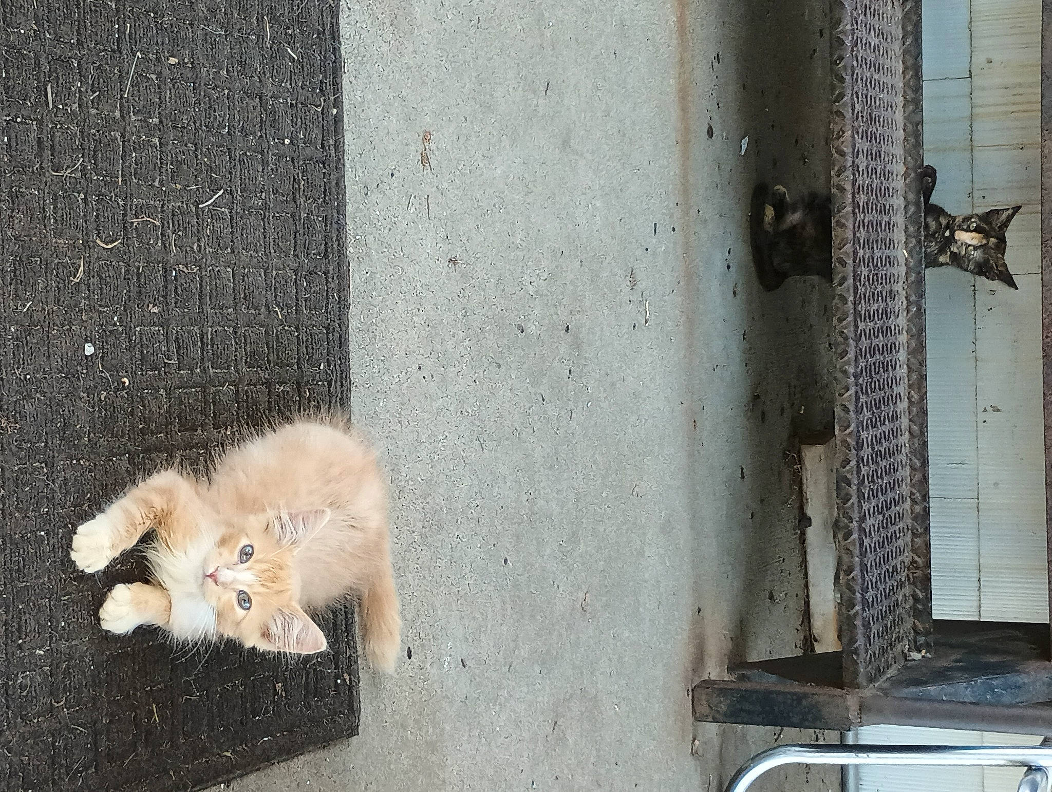 Snickers joined the competition — help win amazing prizes! art, asphalt, cat, concrete, domestic_short_haired_cat, door, facade, fawn, felidae, fur, road, road_surface, sidewalk, small_to_medium_sized_cats, snout, tail, terrestrial_animal, whiskers, window, wood