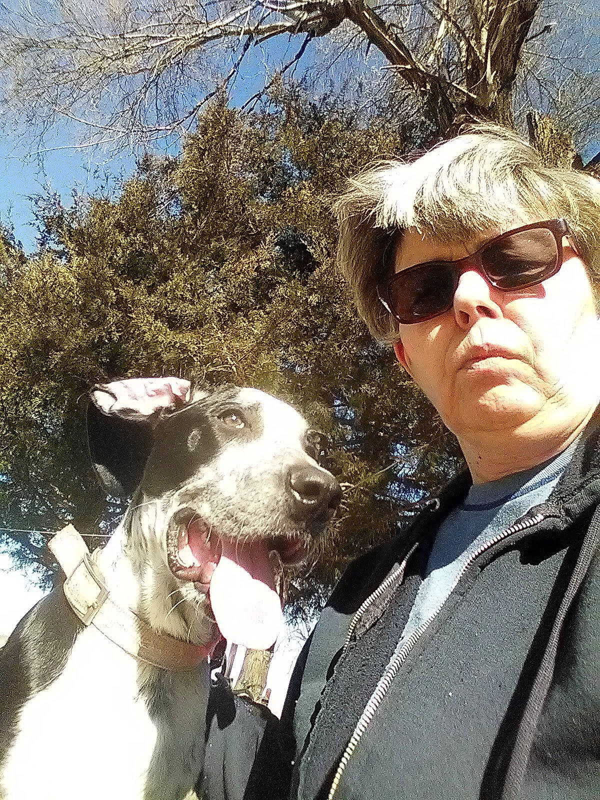 Buddy joined the competition — help win amazing prizes! carnivore, collar, companion_dog, dog, dog_breed, dog_collar, eyewear, formal_wear, gesture, glasses, goggles, mammal, plant, recreation, sporting_group, sunglasses, tree, vertebrate, vision_care, working_animal