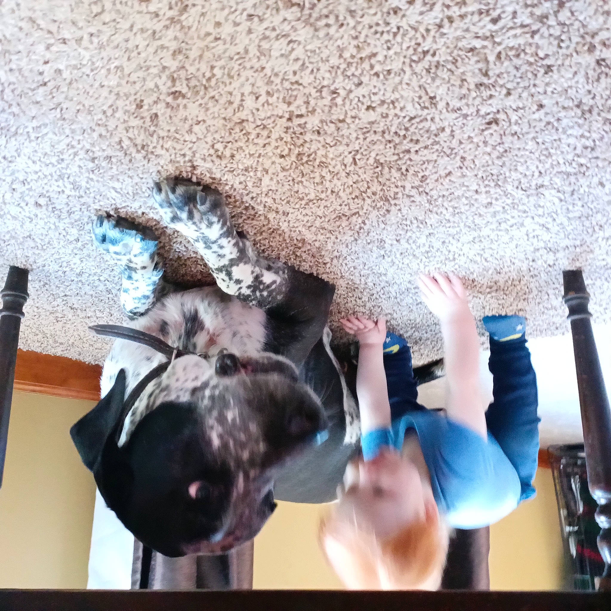 Buddy joined the competition — help win amazing prizes! adventure, canidae, carnivore, comfort, dog, dog_breed, fawn, flooring, fun, fur, gesture, recreation, sporting_group, window