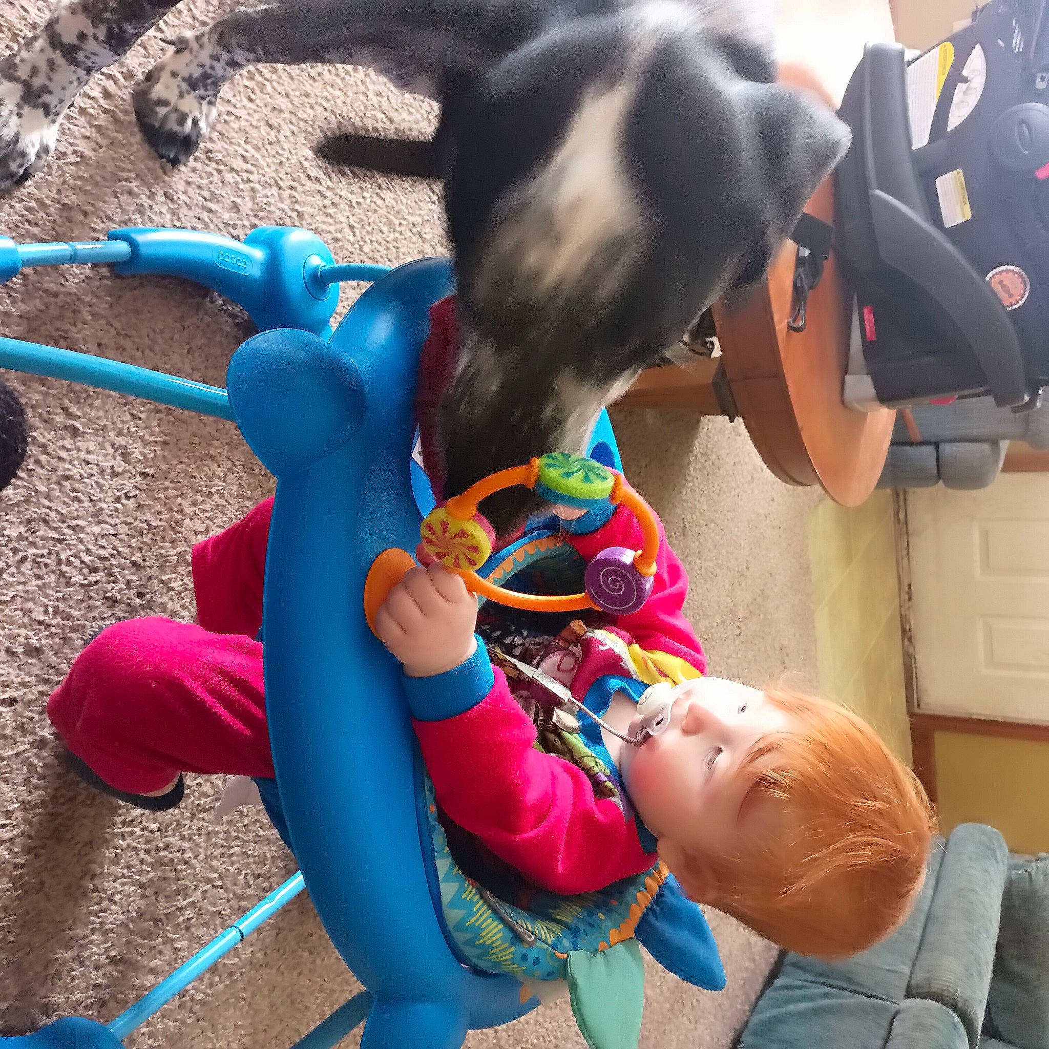 Buddy joined the competition — help win amazing prizes! baby_products, carnivore, child, collar, companion_dog, dog_breed, dog_collar, electric_blue, fashion_accessory, fawn, fun, happy, leash, leisure, outdoor_play_equipment, play, recreation, sitting, toddler, working_animal