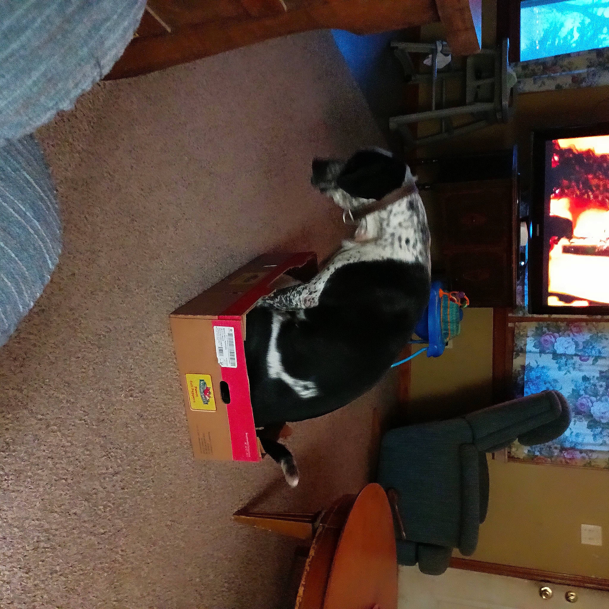 Buddy joined the competition — help win amazing prizes! audio_equipment, automotive_exterior, box, cardboard, carmine, carnivore, carton, display_device, dog, flooring, machine, multimedia, packaging_and_labeling, plywood, room, shipping_box, sporting_group, television, television_set, wood