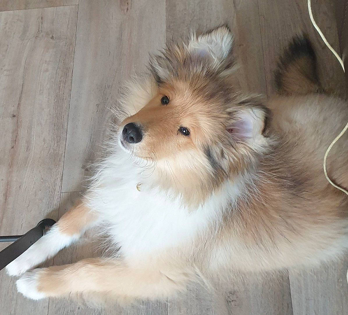 June a rejoint le concours — aidez-le/la à gagner de superbes lots ! canidae, carnivore, collie, companion_dog, dog, dog_breed, fawn, fur, german_spitz, german_spitz_mittel, herding_dog, rough_collie, scotch_collie, shetland_sheepdog, snout, spitz, sporting_group, volpino_italiano, whiskers, working_dog