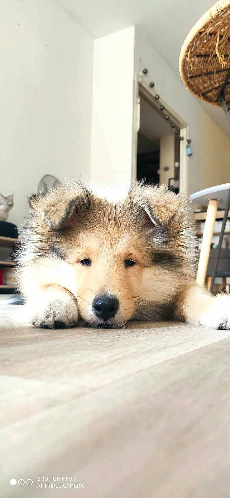 June a rejoint le concours — aidez-le/la à gagner de superbes lots ! ancient_dog_breeds, canidae, canis, carnivore, companion_dog, dog, dog_breed, fawn, flooring, fur, hardwood, puppy, snout, sporting_group, terrestrial_animal, whiskers, wildlife, winter, wood, working_dog