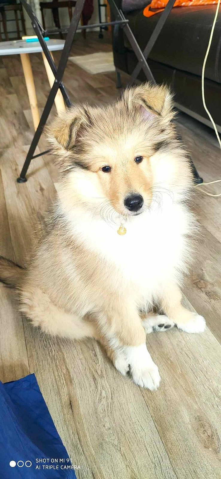 June participe au concours pour gagner de l'argent avec cette photo : ancient_dog_breeds, canidae, carnivore, collie, companion_dog, dog, dog_breed, fawn, fur, pet_supply, puppy, scotch_collie, shetland_sheepdog, snout, snow, sporting_group, whiskers, winter, wood, working_dog