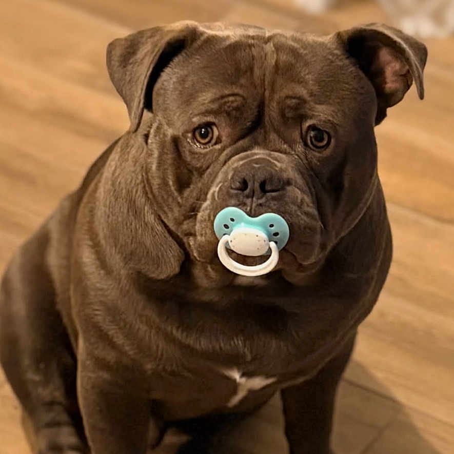 Lucky a rejoint le concours — aidez-le/la à gagner de superbes lots ! dog, brown_dog, puppy, pacifier, wooden_floor, indoor, pet, sitting, cute, funny, animal, companion, looking_up, domestic_animal, portrait, lock_screen, phone_screen, time_display, date_display, household
