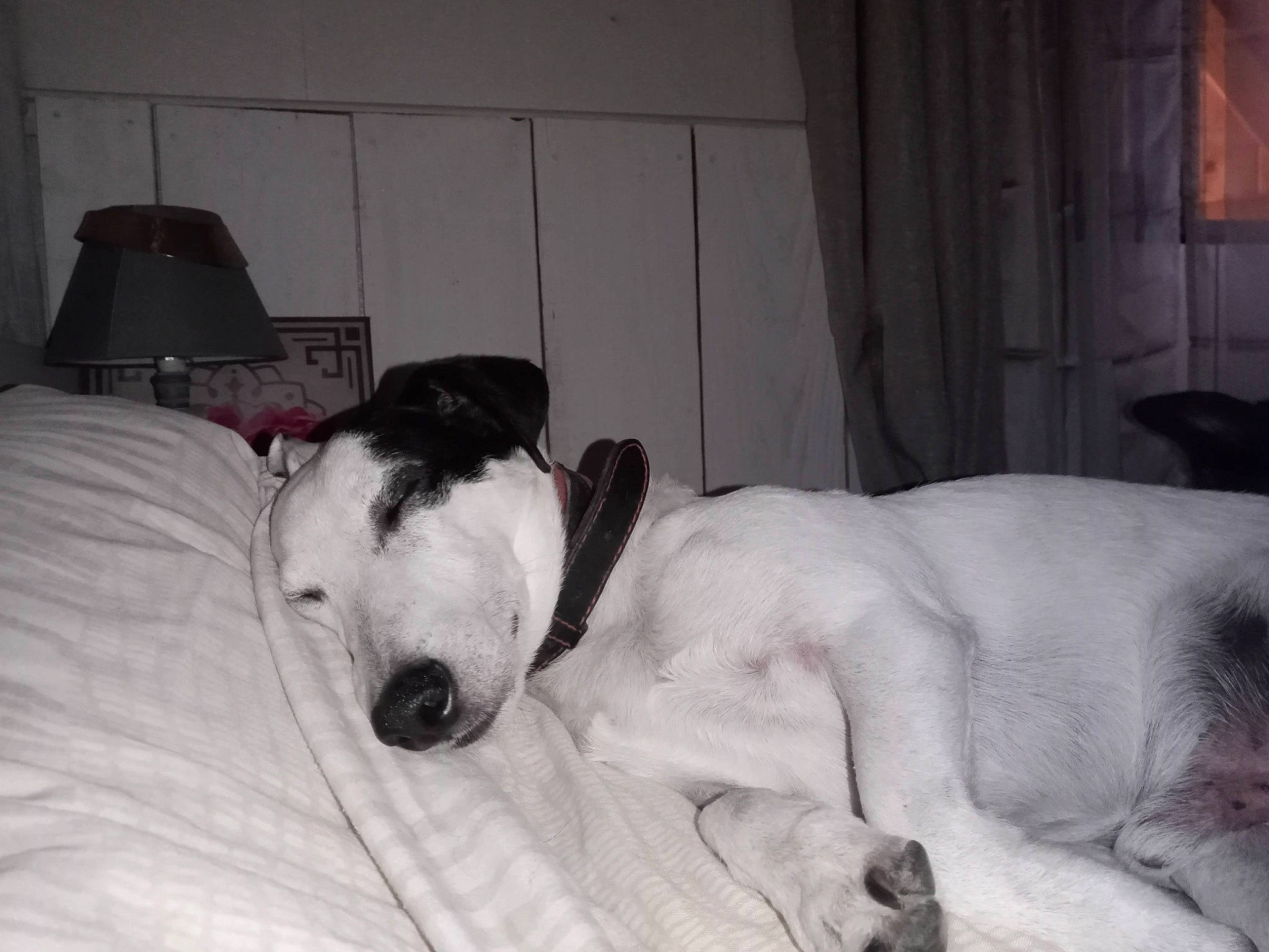 Ricky a rejoint le concours — aidez-le/la à gagner de superbes lots ! ball, bed, bedding, canidae, carnivore, comfort, companion_dog, couch, dog, dog_breed, duvet, fawn, fur, linens, nap, paw, snout, sporting_group, whiskers, working_animal