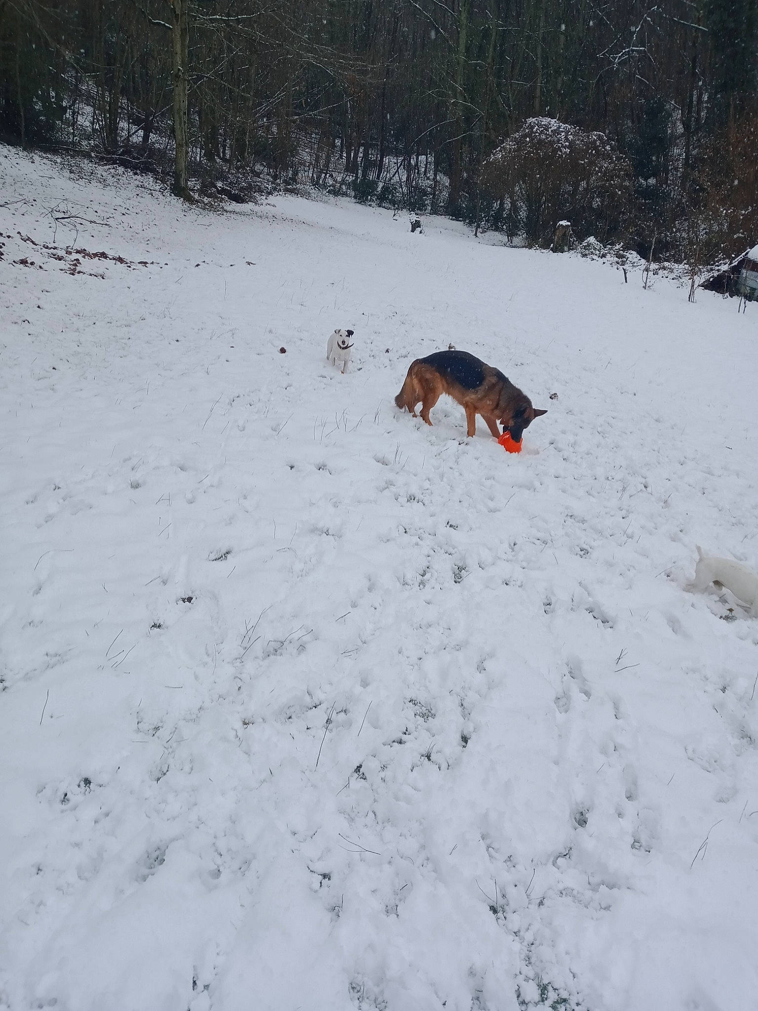 Ricky a rejoint le concours — aidez-le/la à gagner de superbes lots ! canidae, carnivore, dog, dog_breed, event, freezing, fun, grass, landscape, plant, playing_in_the_snow, precipitation, recreation, slope, snow, sporting_group, tail, tree, wildlife, winter
