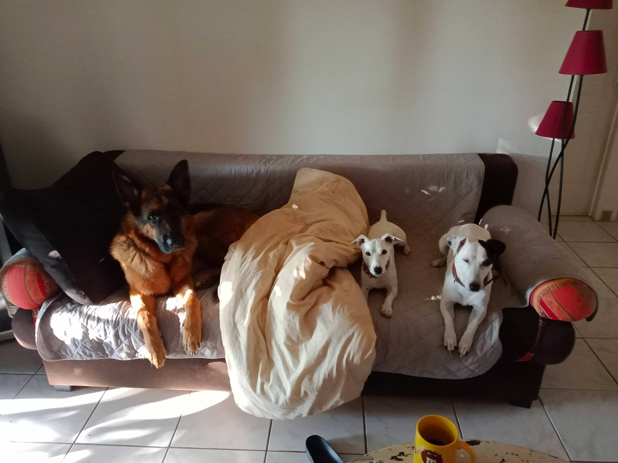 Norton participe au concours pour gagner de l'argent avec cette photo : art, carnivore, comfort, companion_dog, couch, fawn, felidae, flooring, hardwood, lamp, linens, living_room, pillow, small_to_medium_sized_cats, sofa_bed, studio_couch, table, throw_pillow, toy, wood