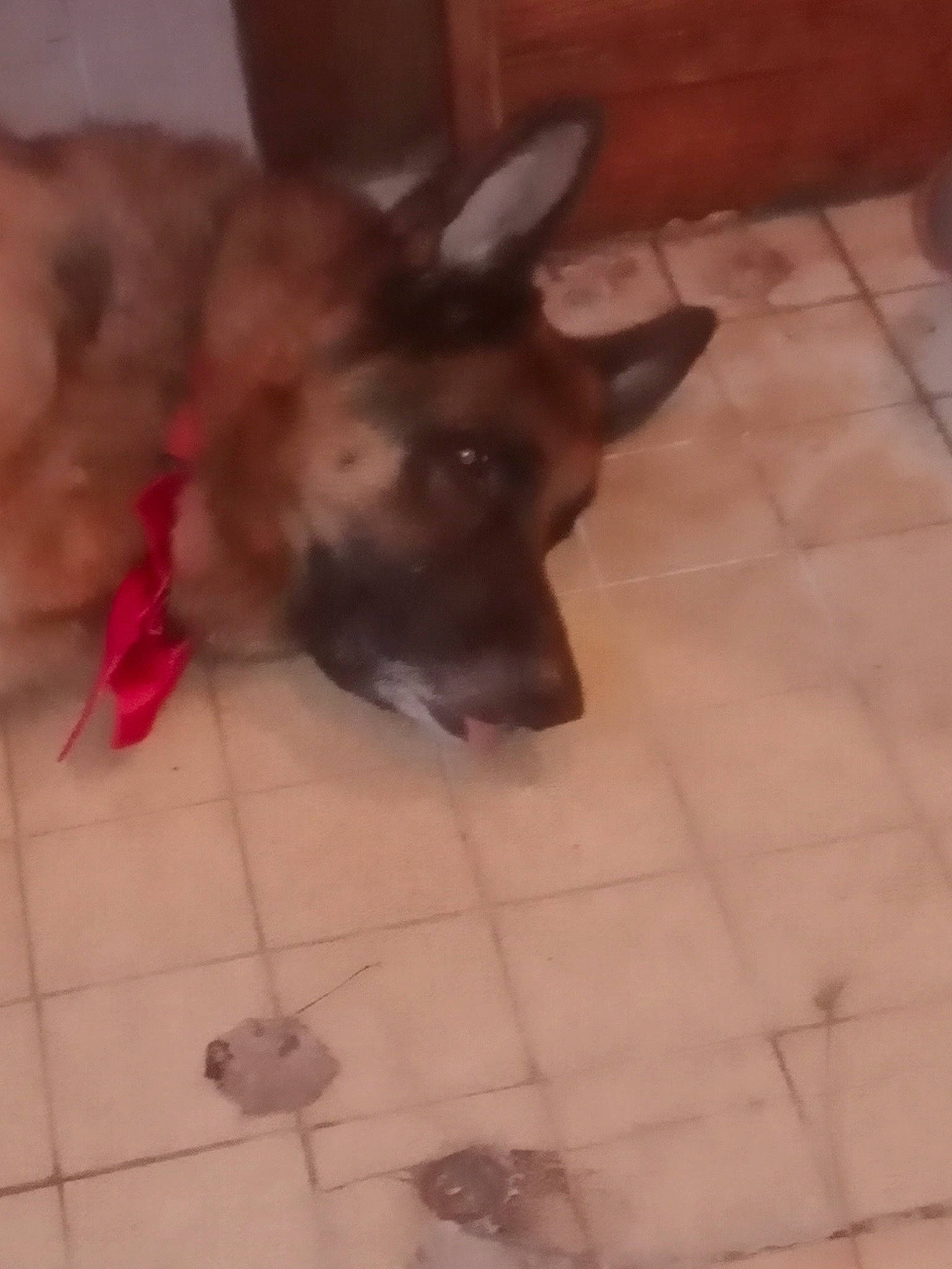 Norton participe au concours pour gagner de l'argent avec cette photo : canidae, carnivore, companion_dog, dog, dog_breed, dog_supply, floor, flooring, fur, hardwood, paw, puppy, sporting_group, tail, tile_flooring, toy_dog, whiskers, wood, working_animal, working_dog