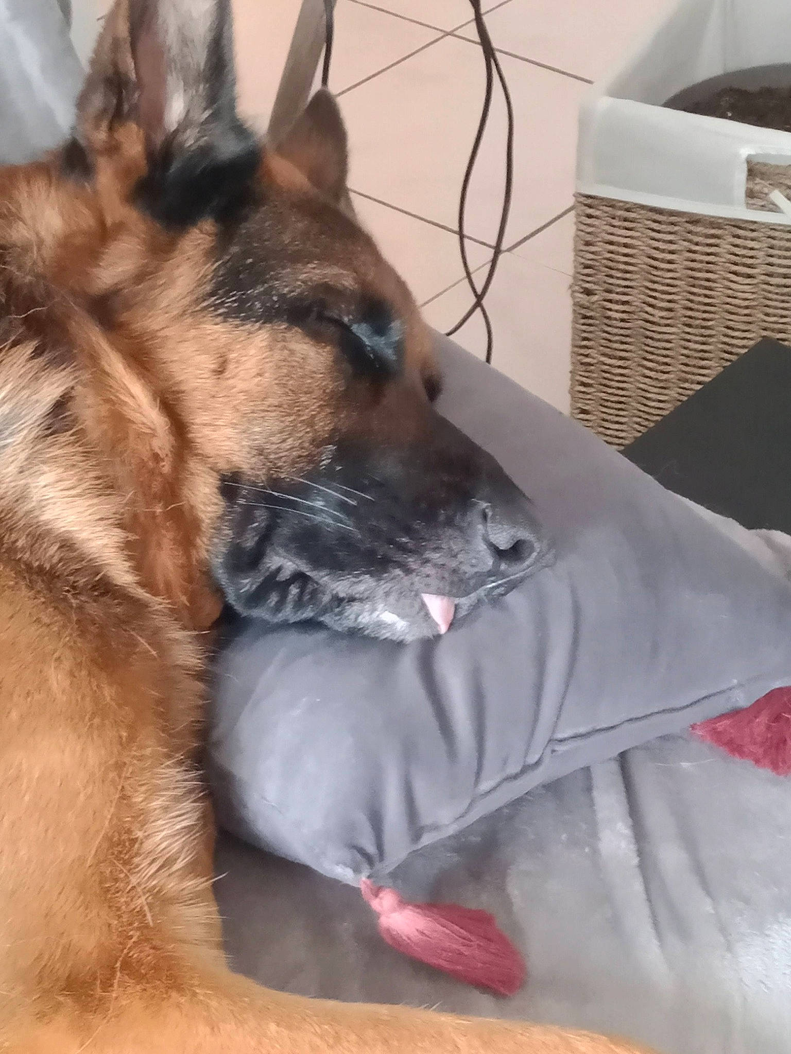 Norton a rejoint le concours — aidez-le/la à gagner de superbes lots ! belgian_shepherd_malinois, box, canidae, carnivore, comfort, companion_dog, dog, dog_breed, east_european_shepherd, fawn, felidae, fur, german_shepherd_dog, guard_dog, herding_dog, king_shepherd, snout, sporting_group, whiskers, working_animal