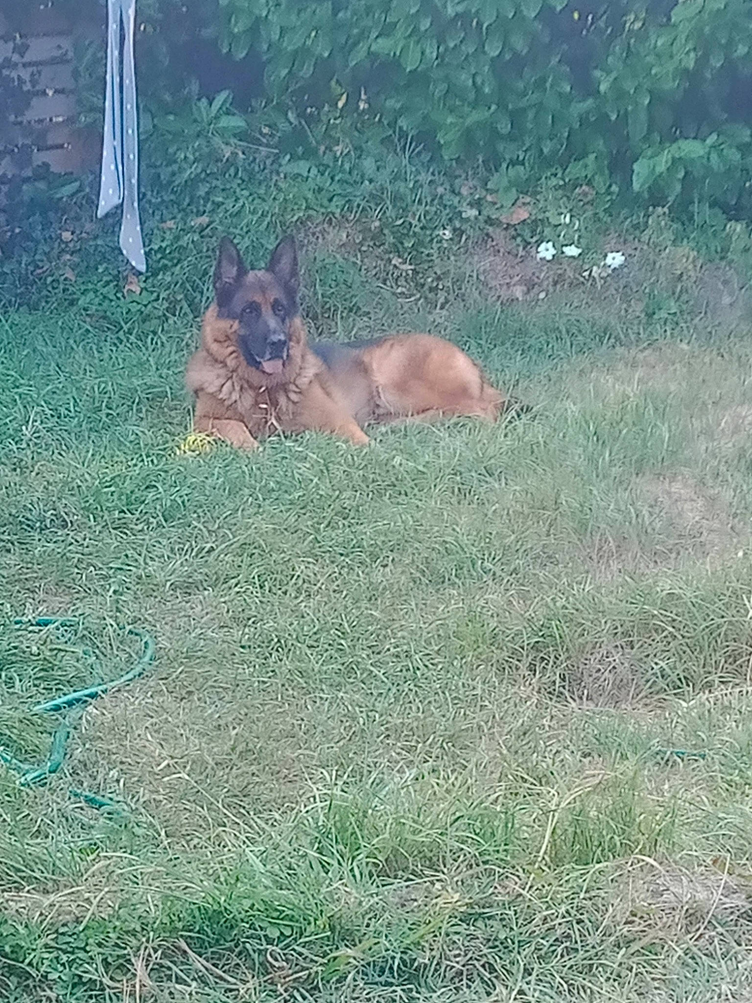 Norton participe au concours pour gagner de l'argent avec cette photo : carnivore, dog_breed, fawn, felidae, fox, grass, grassland, groundcover, kangaroo, landscape, liver, macropodidae, marsupial, pasture, plant, sporting_group, tail, terrestrial_animal, tree