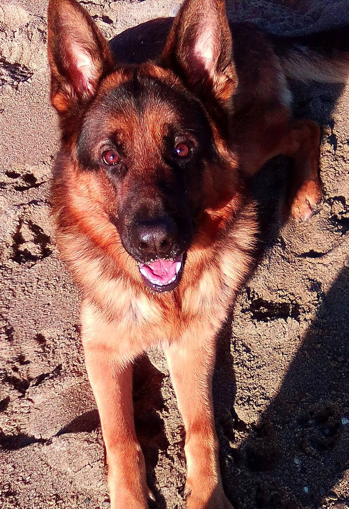 Norton a rejoint le concours — aidez-le/la à gagner de superbes lots ! canidae, carnivore, collar, companion_dog, dog, dog_breed, electric_blue, fawn, fireworks, foot, fur, german_shepherd_dog, herding_dog, old_german_shepherd_dog, plant, snout, sporting_group, whiskers, working_animal, working_dog