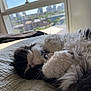 cat, fluffy, black_and_white, sleeping, bed, blanket, window, cityscape, sunny, daylight, indoor, pet, cozy, fur, relaxation, paw, whiskers, home, nap, curled_up