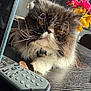 Wallace is registered to the contest to win money with this photo: cat, fluffy, black_and_white, whiskers, amber_eyes, table, remote_control, flowers, pink_flowers, yellow_flowers, sunlight, indoor, pet, close_up, domestic_cat, fur, relaxed, home, wooden_table, bright